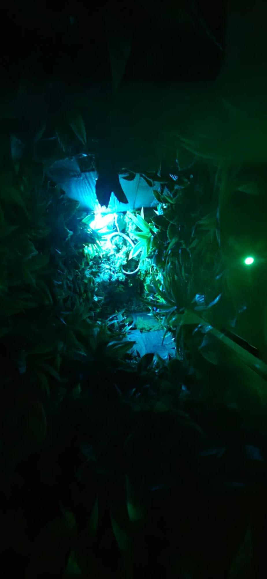 La Jungle Room 罗尼亚克 外观 照片